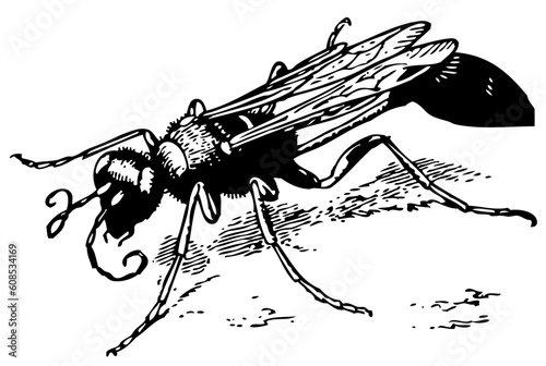 Yellow mud dauber