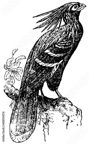 Bird on the branch