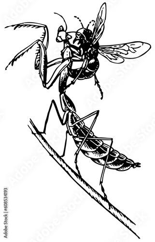 Wasp attacking mantis