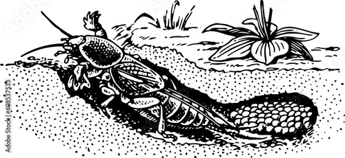 Beetle in the ground