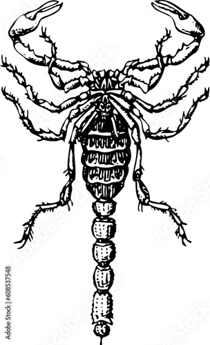 Scorpion isolated on white