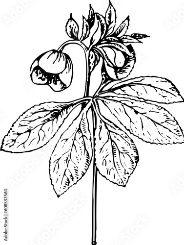 Plant isolated on white
