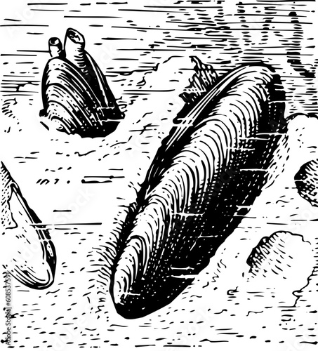 Mussel in the water