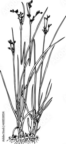 Juncus isolated on white