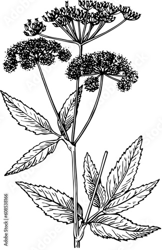 Aegopodium (goutweed) isolated on white