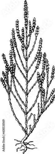 Salicornia (samphire) isolated on white