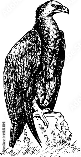 Bird aquila nipalensis on the rock