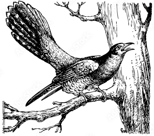 Cuckoo (Cuculus canorus) on the tree