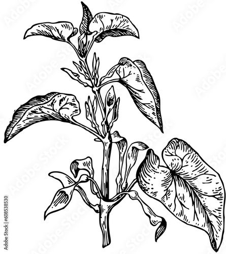 Plant (Aristolochia clematitis) isolated on white photo