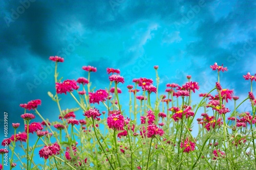 Multicolored fresh wild flowers in meadow