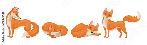 Red Fox Forest Animal with Pointed Ears and Bushy Tail Vector Set