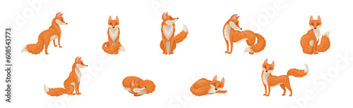 Red Fox Forest Animal with Pointed Ears and Bushy Tail Vector Set