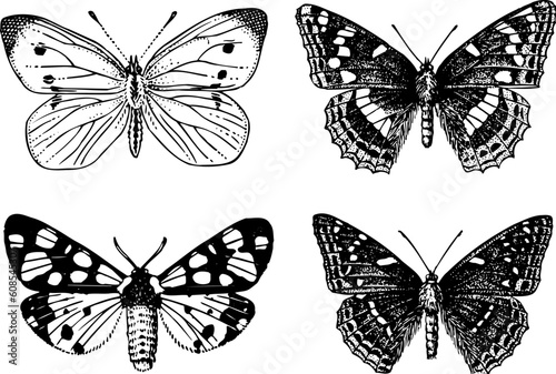 Some different butterflys isolated on white background