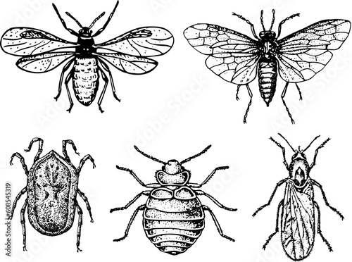 Some different insects isolated on white background