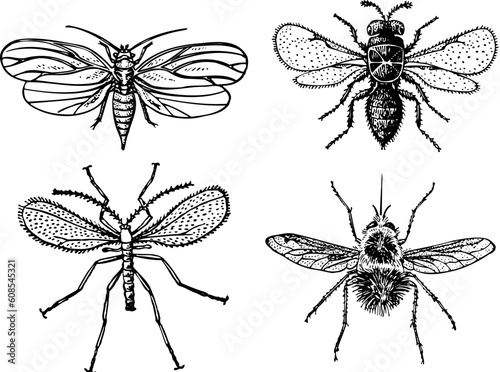 Some different insects isolated on white background