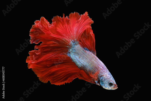 Elegant multi color betta fish dive in to the dark, Beautiful soft blue siamese fighting fish stunning swimming on black background, Bitten fish isolated on black backdrop.