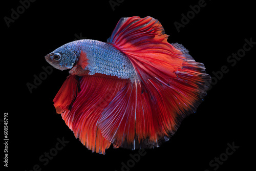 A magnificent blue betta fish with a striking red tail elegantly glides through the water displaying its graceful movements with captivating beauty.