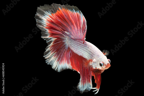Beautiful betta fish gracefully moves through the water the shimmering white scales and red tail catch the light creating a mesmerizing effect that captures the attention.