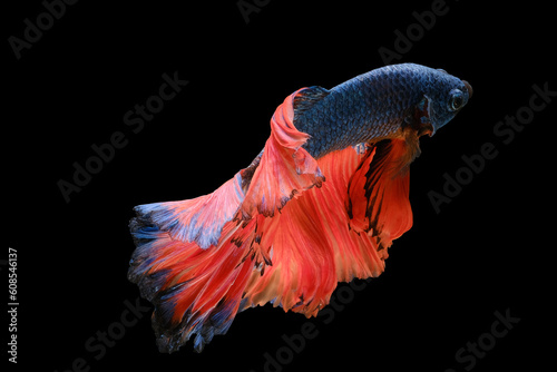 Against the dark and mysterious black background the betta fish's vibrant blue scales and alluring orange tail create a captivating and mesmerizing visual contrast.