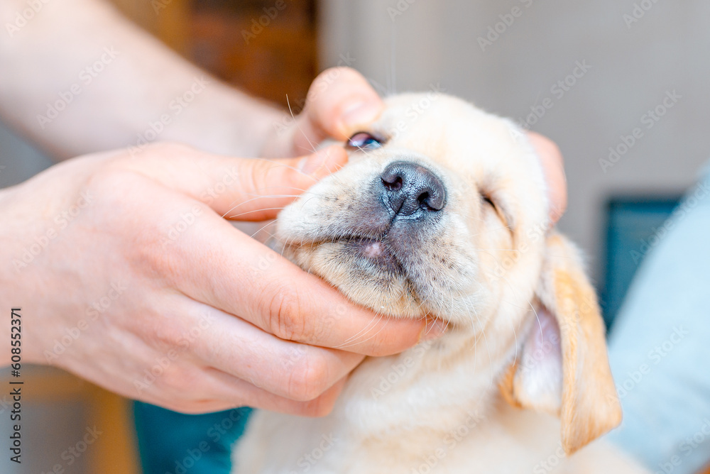 Veterinarian examining eyes of cute pup dog in medical office.Closeup of a veterinarian checking dog's eye in veterinarian office.