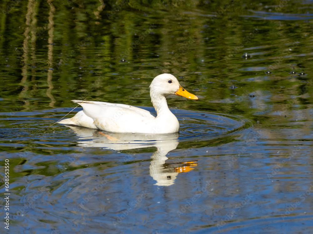 Beautiful female white duck with bright yellow beak swimming in the water with beautiful reflection in the sunshine 