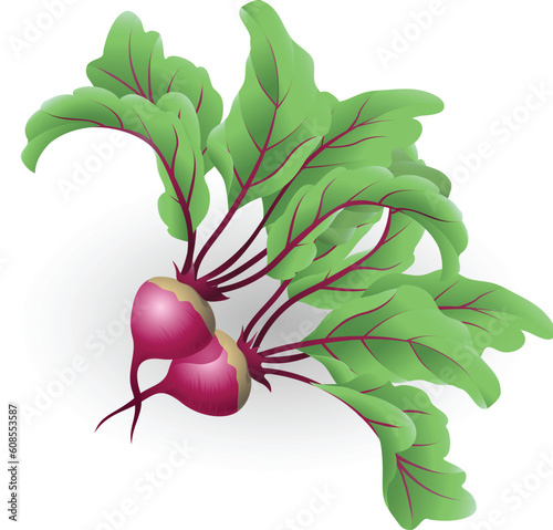 An illustration of two beetroot aka table beet, garden beet, red beet or beet