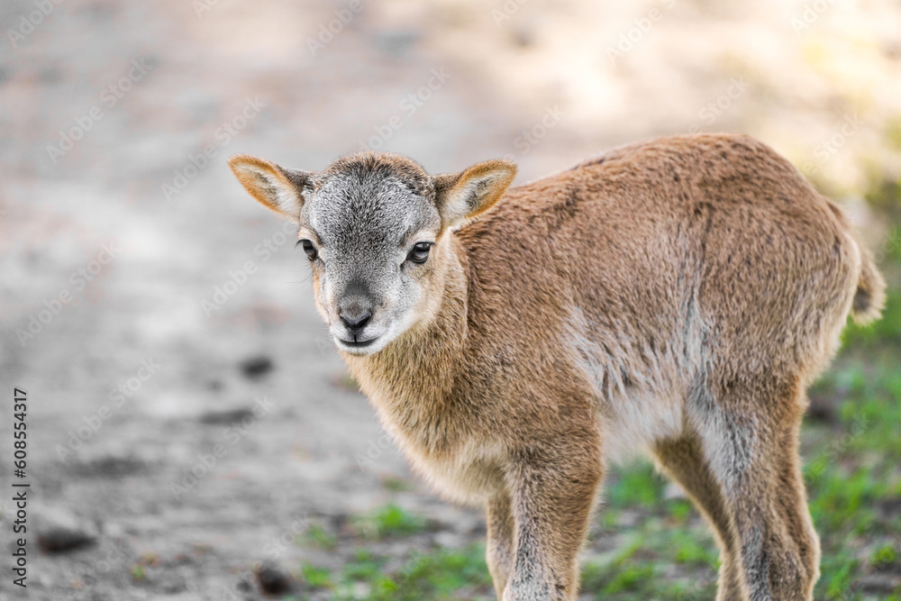 Portrait of a small calf of deer. Cute cub close-up.
