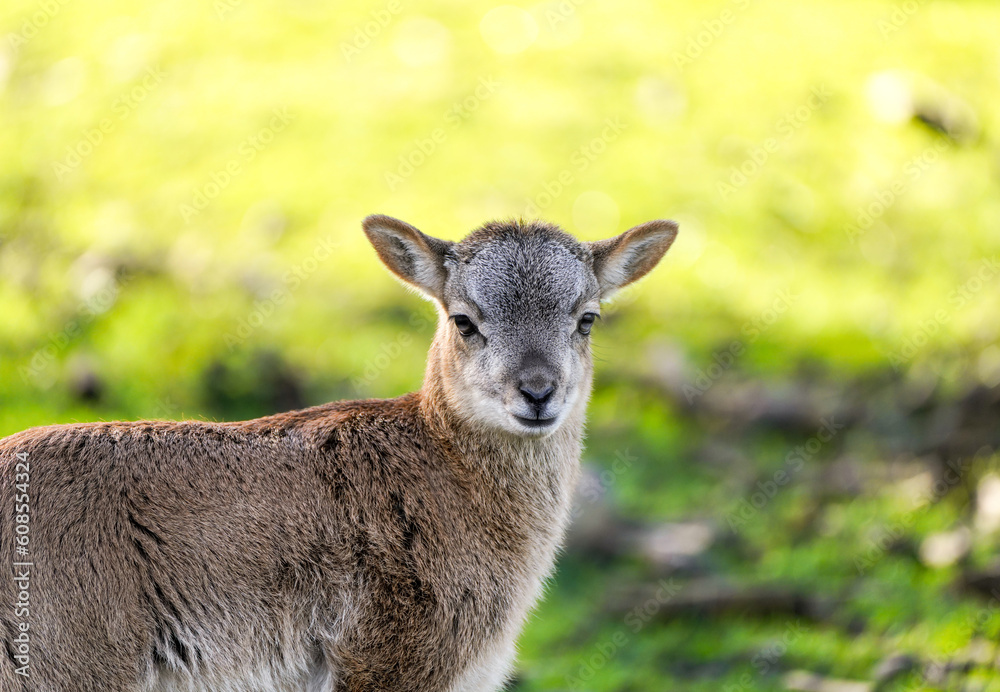 Fototapeta premium Portrait of a small calf of deer. Cute cub close-up. 