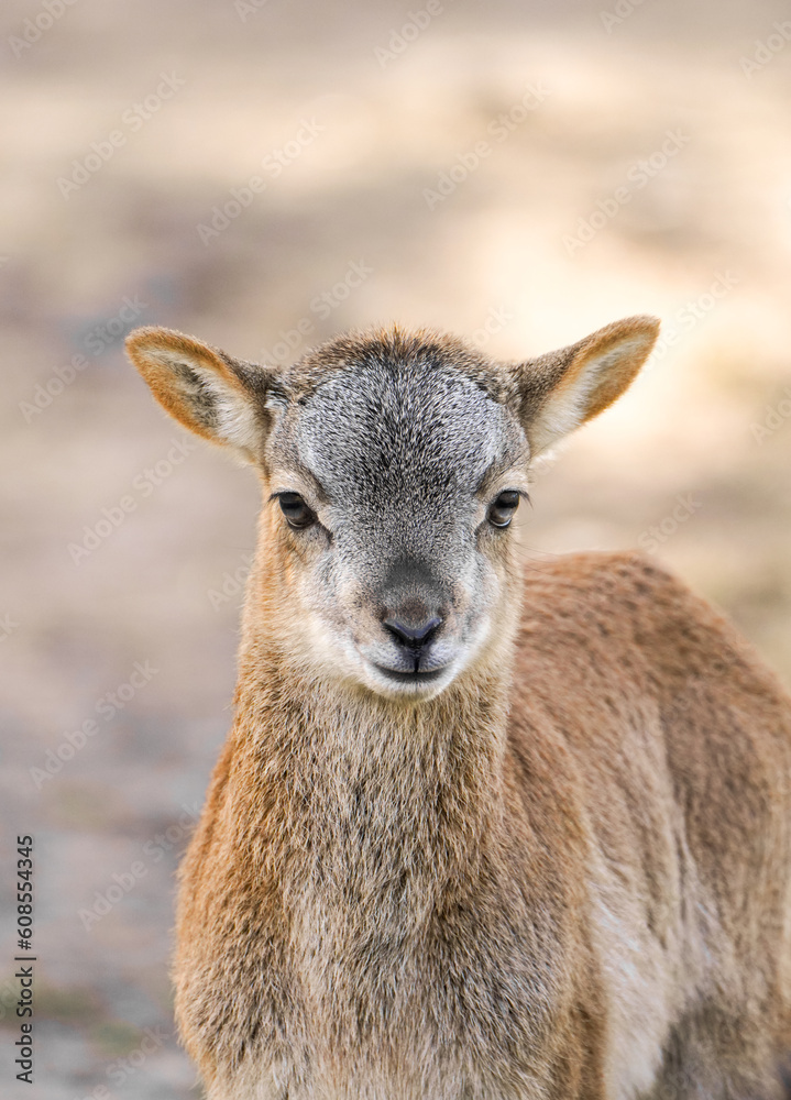Portrait of a small calf of deer. Cute cub close-up.
