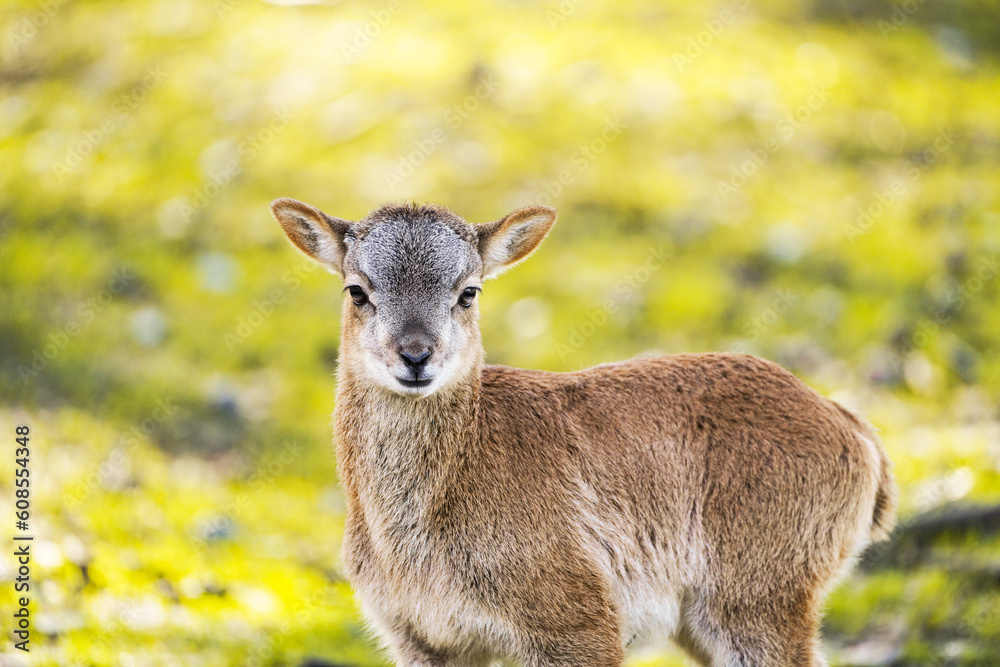Fototapeta premium Portrait of a small calf of deer. Cute cub close-up. 