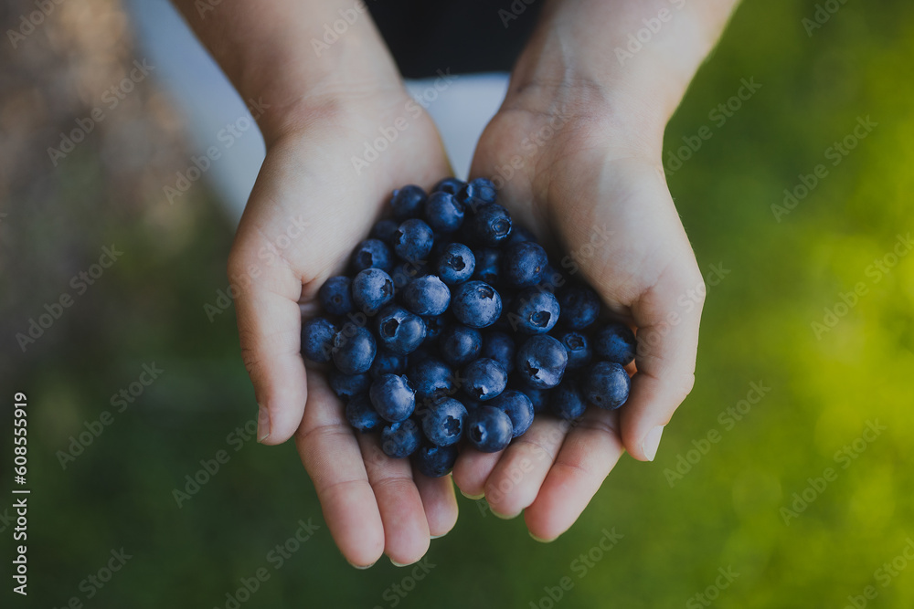 Close up of a person holding freshly picked blueberries in their hands Close up of a person holding freshly picked blueberries in their hands