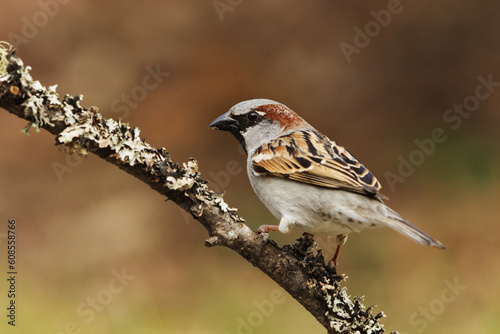 House sparrow (Passer domesticus) male sitting on a branch in the garden in spring.