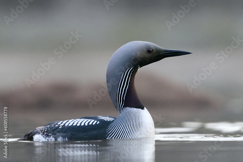 Black-throated loon, arctic loon or black-throated diver (Gavia arctica) swimming in a lake in spring.	
 photo