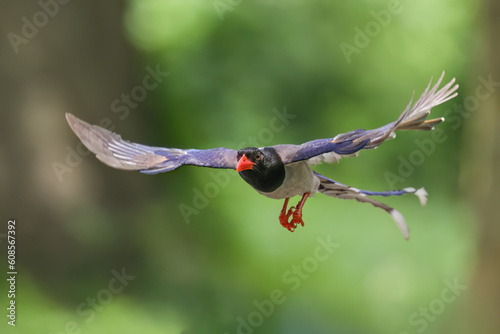 Red-billed blue magpie is flying on green background in nature.