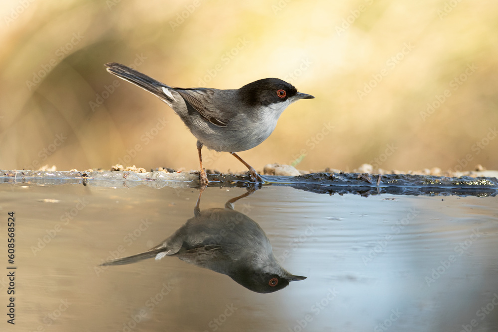 Sardinian warbler male near a water point in a Mediterranean forest with the last light of a spring day Sardinian warbler male near a water point in a Mediterranean forest with the last light of a spring day