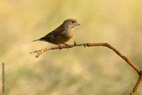 European greenfinch male with the first light of day at a water point in summer within a Mediterranean forest