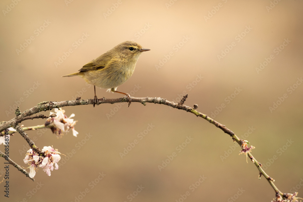 Iberian chiffchaff with the first light of the day in a forest of oaks and pines in spring