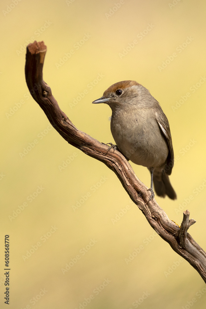Common whitethroat female in the late afternoon light in a Mediterranean forest in spring Common whitethroat female in the late afternoon light in a Mediterranean forest in spring