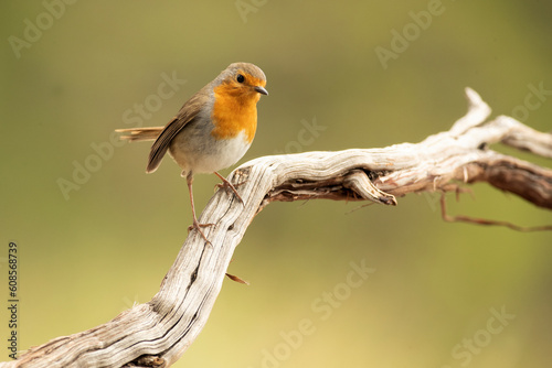 European robin with the first light of day at a water point in summer within a Mediterranean forest © Jesus