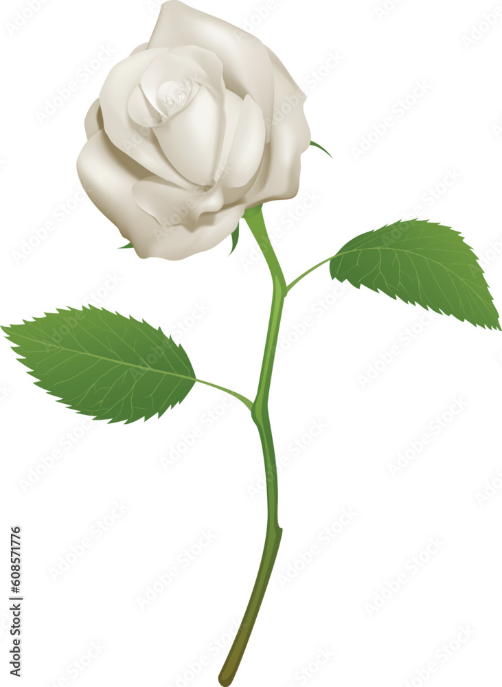 Fototapeta premium An illustration of a beautiful white rose