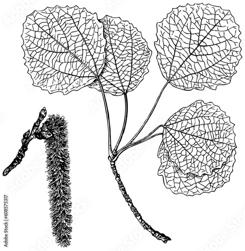Branch of plant Populus tremula on white background