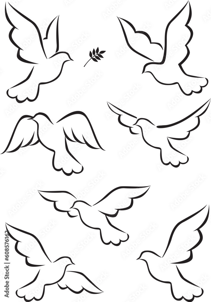 Dove vector illustration Dove vector illustration