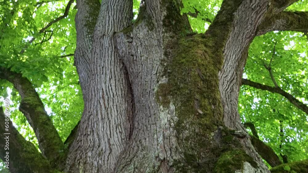 Große alte Linde mit grünen Blättern im Frühling, Mainau, Baden-Württemberg, Deutschland