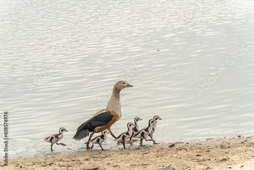 The Orinoco goose - Neochen jubata in the fall autumn warm colours Venezuela.