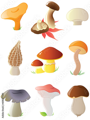set of vector glossy forest mushrooms
