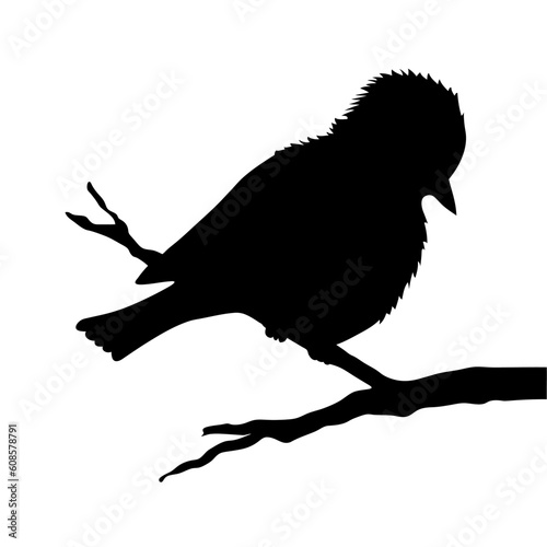 bird on branch silhouette on white background