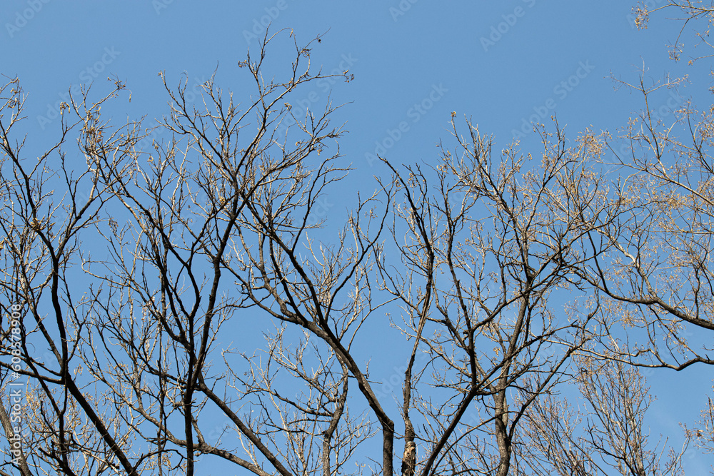 dry tree branches on blue sky background in Autumn, close-up of photo dry tree branches on blue sky background in Autumn, close-up of photo