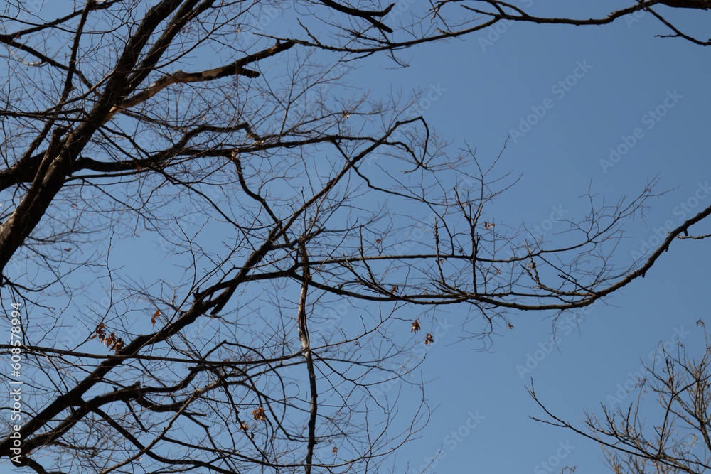 dry tree branches on blue sky background in Autumn, close-up of photo dry tree branches on blue sky background in Autumn, close-up of photo