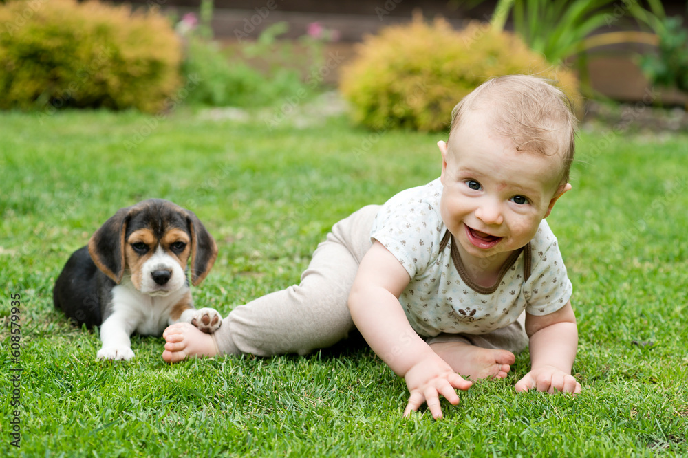 Toddler and Beagle gambol in the backyard. crawling child and puppy games on the lawn. Dog and kid friendship. Big smile boy and dog kiss.
Toddler and Beagle gambol in the backyard. crawling child and puppy games on the lawn. Dog and kid friendship. Big smile boy and dog kiss.