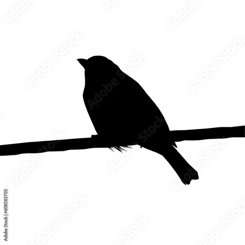 Silhouette of the Bird Perched on the Electrical Wire Base on my Photography. Vector Illustration